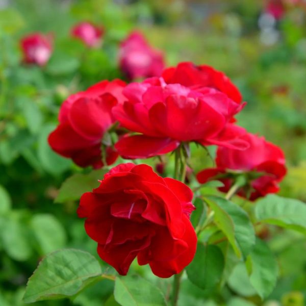 Rosa 'Emily Carr' (sur tige)