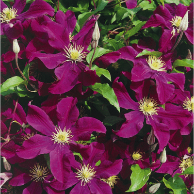 Clématite 'Warszawska Nike'