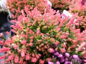 Calluna vulgaris 'Flamingo'