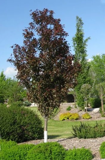 Pommetier colonnaire Maypole