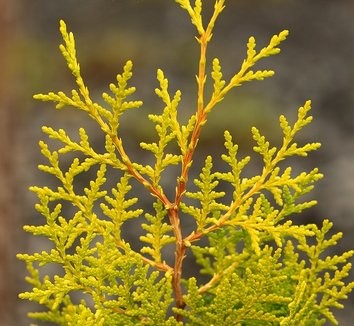 Thuja occidentalis 'Lutea'