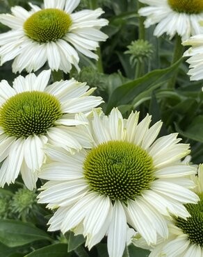 Echinacea 'Sunseekers White Perfection'