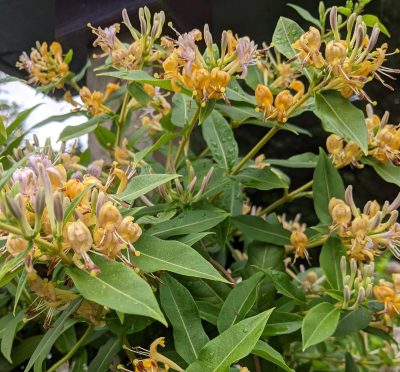 Candy Swirl Honeysuckle