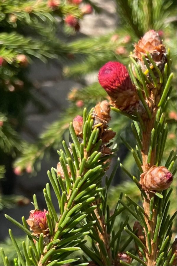 Norway Spruce 'Rubra Spicata'