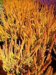 Calluna vulgaris 'Zoe'
