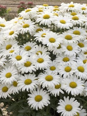 Leucanthenum 'Daisy May'
