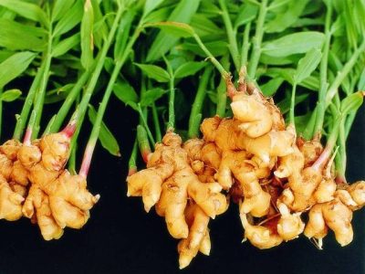 Edible Ginger