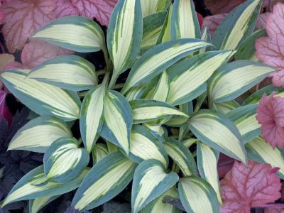 Hosta 'Little Treasure'