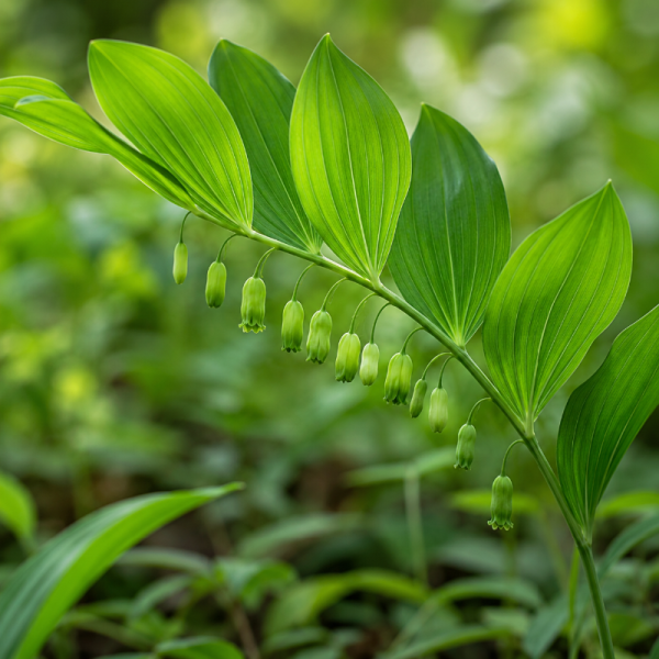 Polygonatum pubescens