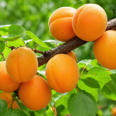 Abricotier 'Blenhein'