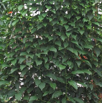 Actinidia arguta 'Meader'