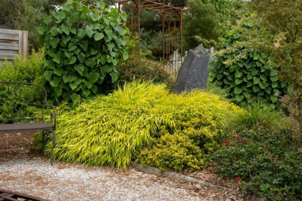 Hakonechloa macra 'SunFlare'