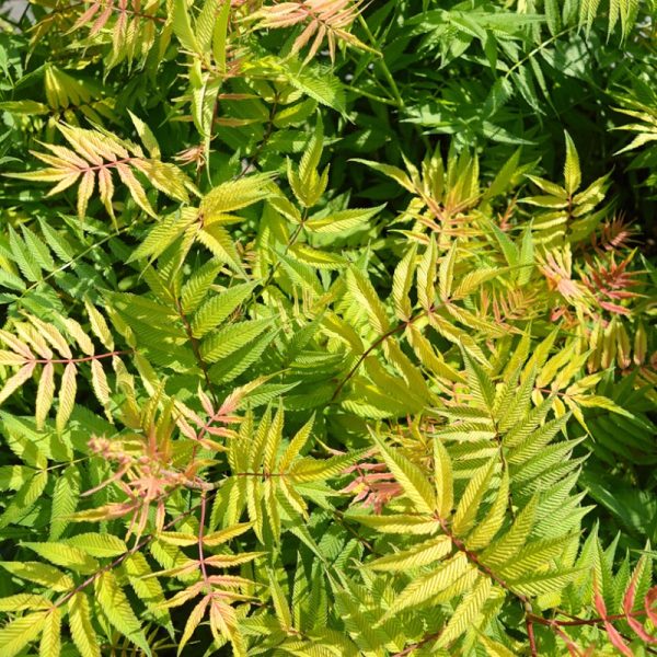 Sorbaria sorbifolia 'Matcha Ball' FE