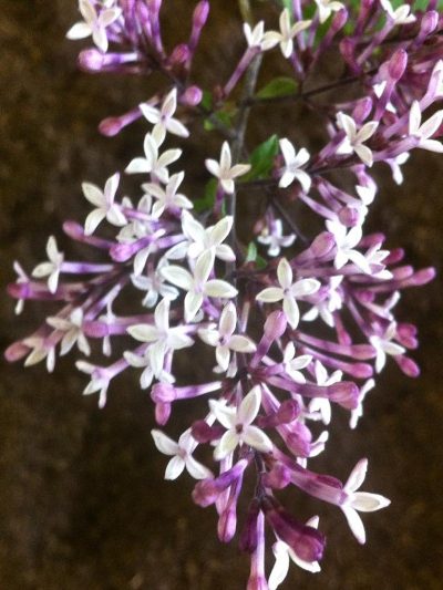 Syringa juliana 'Hers'