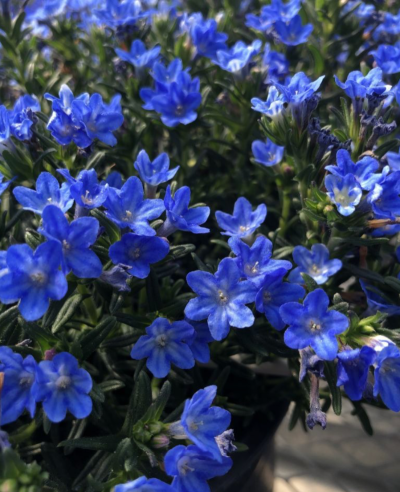 Grémil diffus 'Tidepool Sky Blue'