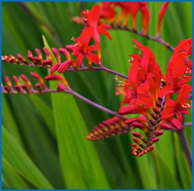 Montbretia rouge écarlate
