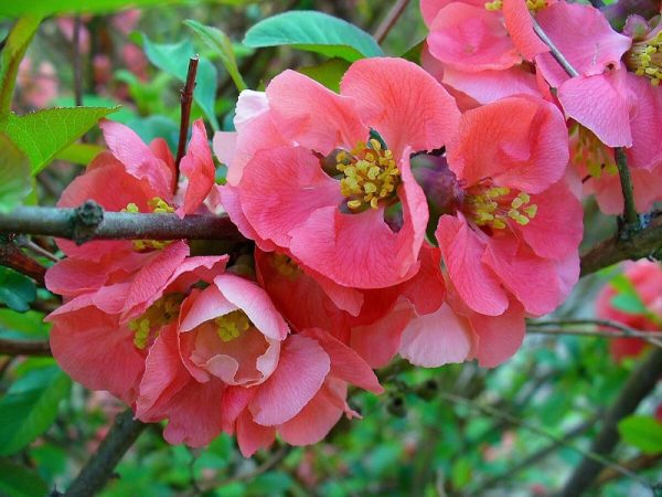 Flowering Quince