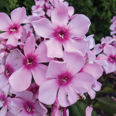 Phlox paniculé 'Center of Attraction' BE