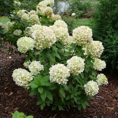Hydrangea paniculata 'Powerball' PW
