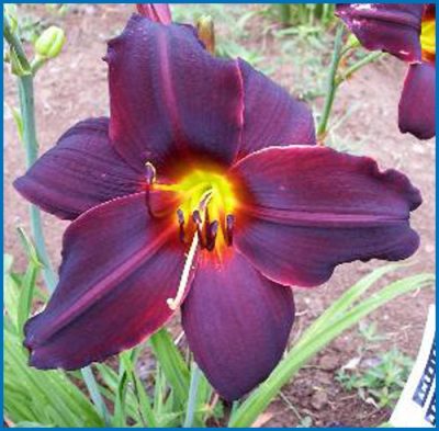 Hémérocalle 'American Revolution'