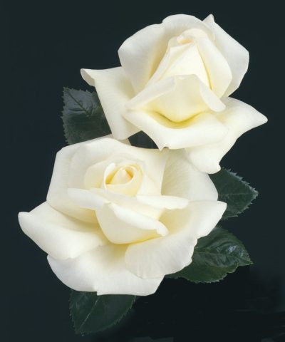 Rosa HT 'Home And Family'