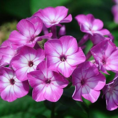 Phlox paniculata 'Flame Purple Eye'