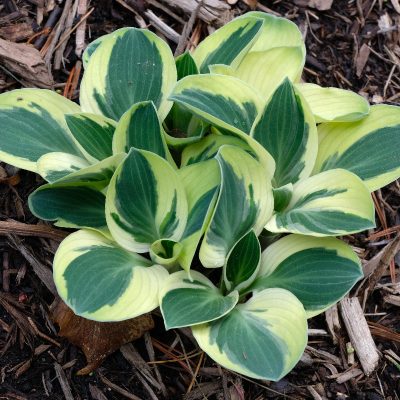 Hosta 'Funny Mouse'