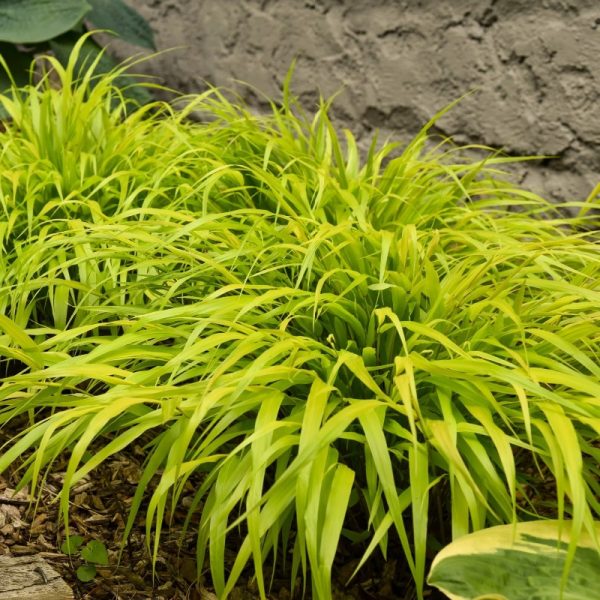 Hakonechloa macra 'All Gold'