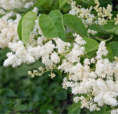 Syringa reticulata (En talle)