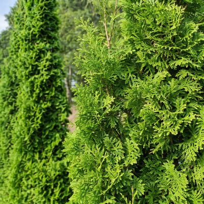 Thuya occidentalis 'Unicorn'