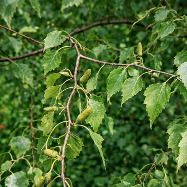 Betula populifolia (arbuste)
