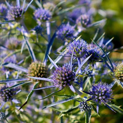 Eryngium planum 'Blue Hobbit'