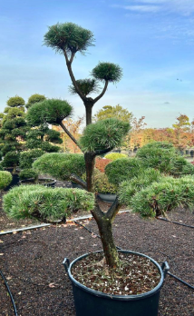 Pinus sylvestris (Bonsai)