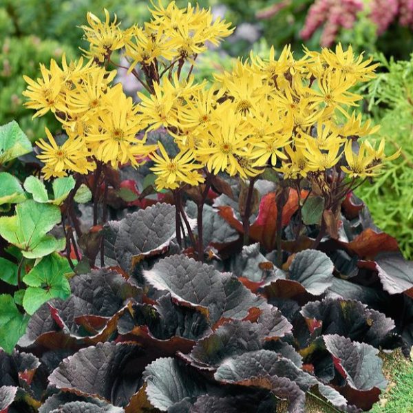 Ligularia dentata 'Midnight Lady'