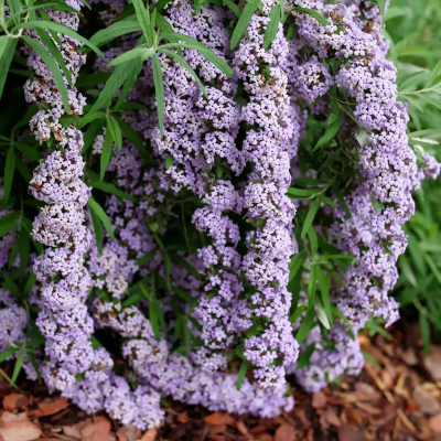 Buddleia 'Mop Top' PW