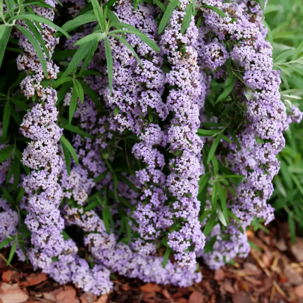Buddleia 'Mop Top' PW