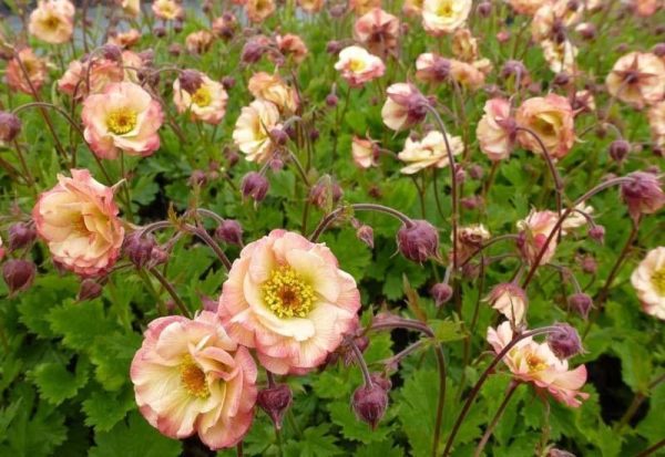 Geum 'Cosmopolitan'