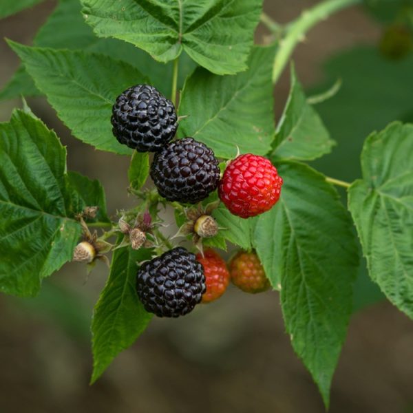 Rubus occidentalis 'Ohio's Treasure'