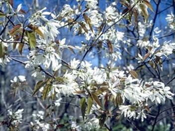 Amélanchier à feuille ovale nain