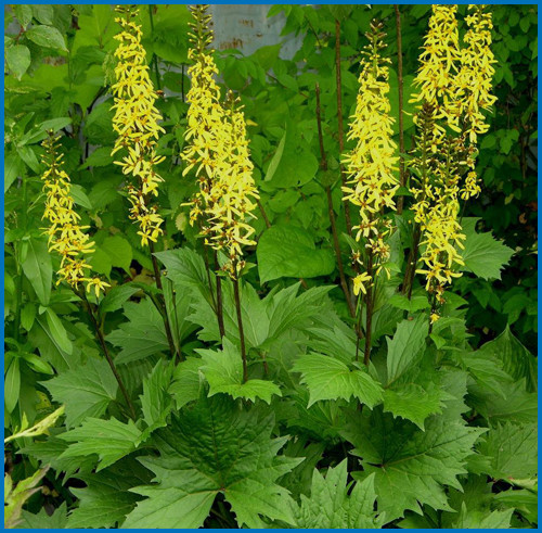 Ligularia stenocephala 'Little Rocket'