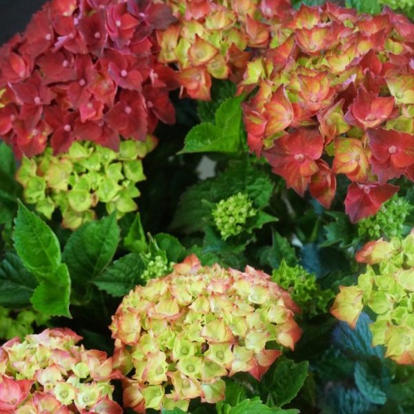 Hydrangea macrophylla 'Magical Crimson'