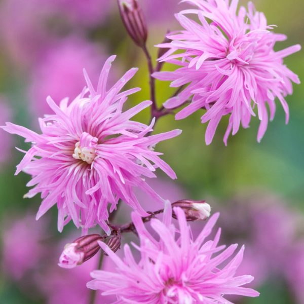 Lychnis flos-cuculi 'Petite Jenny'