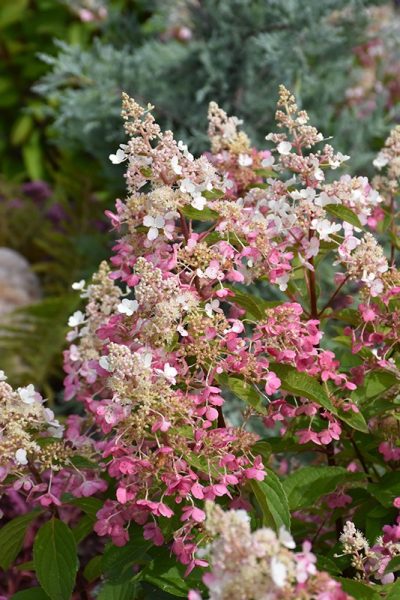 Hydrangea paniculata 'Pinky Winky' PW (sur tige)