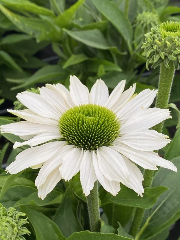 Echinacea sunseekers 'White Beauty'