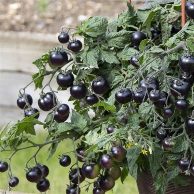 Determinate black tomato