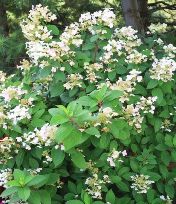Hydrangea paniculata 'Quick fire' PW (sur tige)
