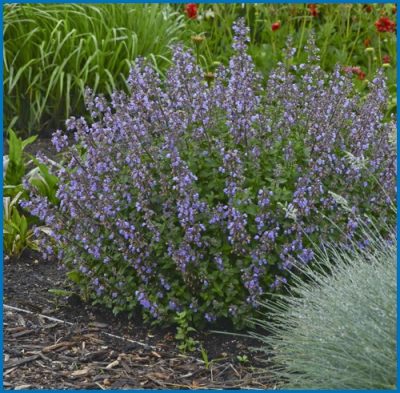 Herbe à chat 'Purrsian Blue'