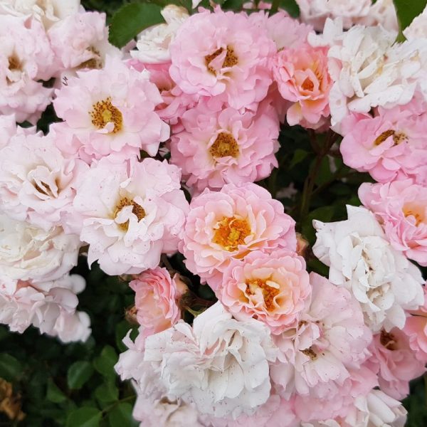 Rosa 'Blushing Drift'