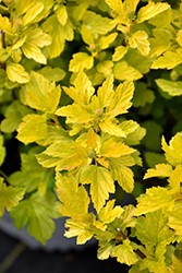 Physocarpus opulifolius 'Tiny Wine Gold' PW (sur tige)
