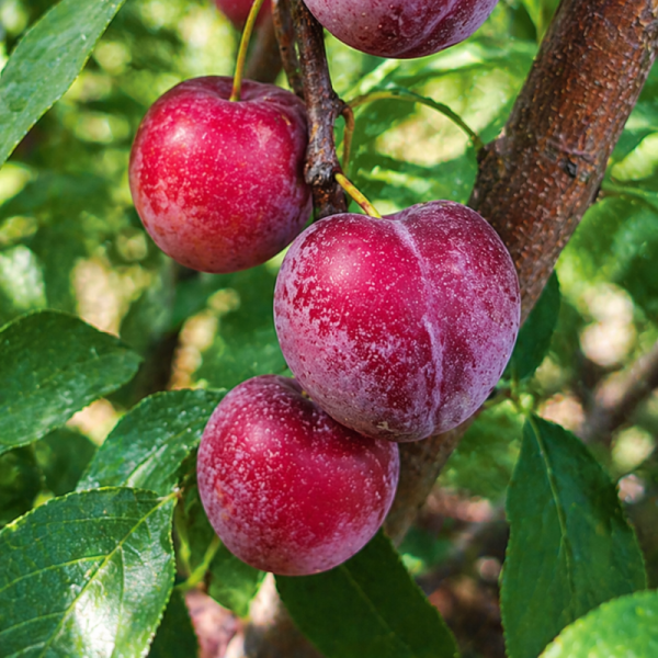 Prunus salicina 'Elephant Heart'